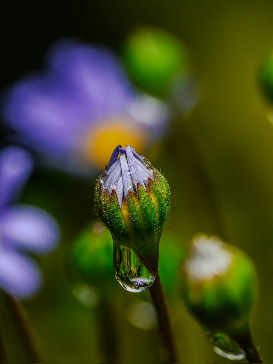After the rain #Togtweeter #ThePhotoHour #snapyourworld #flowers #plants #flowerphotography #NaturePhotography #macrophotography