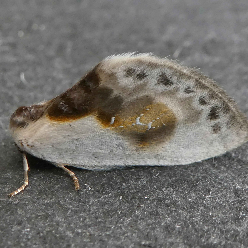 #WWBIC #recordoftheweek #cofnodyrwythnos is Cilix glaucatathe Chinese Character moth, recorded in Haverfordwest, Pembrokeshire, by Rob Hillier. Thank you for sharing your records via #iRecord.
