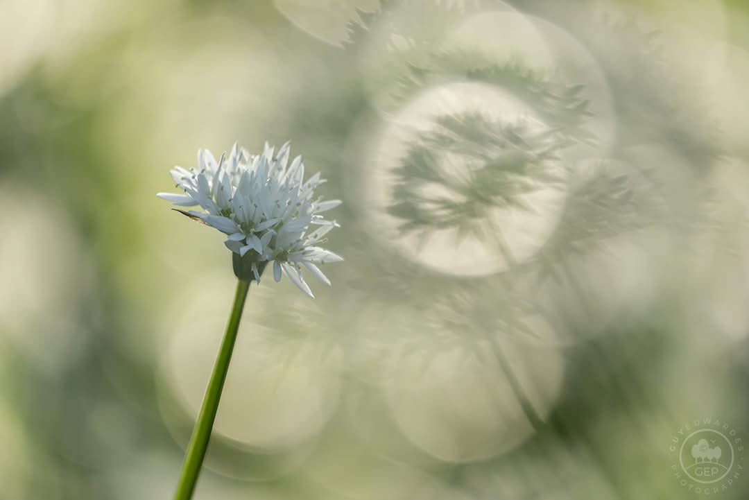 Guy Edwardes tweet media