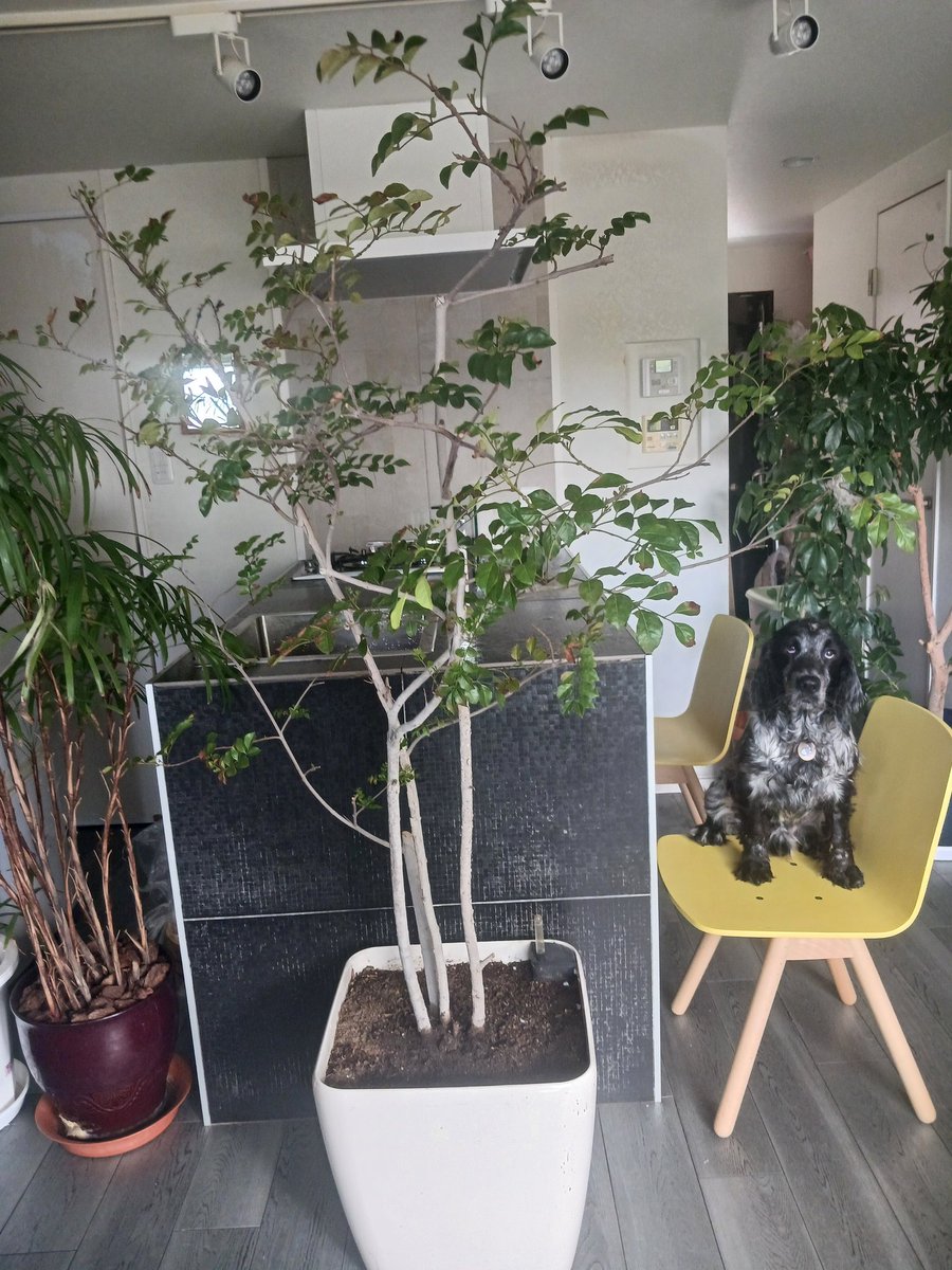 vivienne55's tweet photo. 疲れたわたしに緑🌳🪴🌿🌲🍃
今日やってきてくれた
トネリコ
#englishcockerspaniel
#イングリッシュコッカースパニエル
#お部屋ジャングル化計画
#植物のある暮らし #観葉植物
#観葉植物のある暮らし #植物と暮らす
#トネリコ https://t.co/Coiwft660b