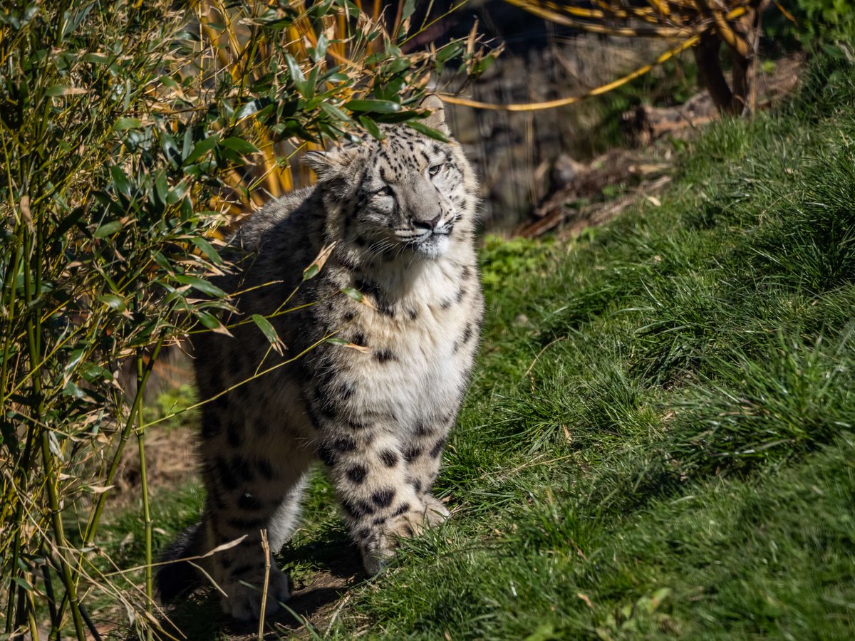 WelshMountainZo's tweet photo. On the prowl for a good deal this May Bank Holiday?

Book your Zoo visit in advance and save on admission at https://t.co/o4Y2TiJVMl 😻

(Booking must be completed before 11:59pm the day before admission. Standard Ts&amp;Cs Apply)

📸: ©️Gail Johnson
#SupportingConservation #Zoo https://t.co/H1PzHpahQm