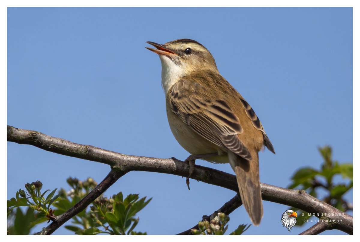 πππ’π€π£ ππ©π€πππ§π© π¦π¦π¦ (@sherburnsi) on Twitter photo Sedge Warbler singing away in County Durham this week.
<a href="/teesbirds1/">teesbirds</a>
<a href="/teeswildlife/">Tees Wildlife</a>
<a href="/DurhamBirdClub/">Durham Bird Club</a>
<a href="/Natures_Voice/">RSPB</a>
<a href="/NatureUK/">NatureUK</a>
<a href="/WildlifeMag/">BBC Wildlife</a>
<a href="/BBCSpringwatch/">BBC Springwatch</a>
<a href="/NTBirdClub/">Northumberland & Tyneside Bird Club</a>
<a href="/CanonUKandIE/">Canon UK and Ireland</a>
#naturephotographyday #birds #wildlifephotography Sedge Warbler singing away in County Durham this week.
<a href="/teesbirds1/">teesbirds</a>
<a href="/teeswildlife/">Tees Wildlife</a>
<a href="/DurhamBirdClub/">Durham Bird Club</a>
<a href="/Natures_Voice/">RSPB</a>
<a href="/NatureUK/">NatureUK</a>
<a href="/WildlifeMag/">BBC Wildlife</a>
<a href="/BBCSpringwatch/">BBC Springwatch</a>
<a href="/NTBirdClub/">Northumberland & Tyneside Bird Club</a>
<a href="/CanonUKandIE/">Canon UK and Ireland</a>
#naturephotographyday #birds #wildlifephotography