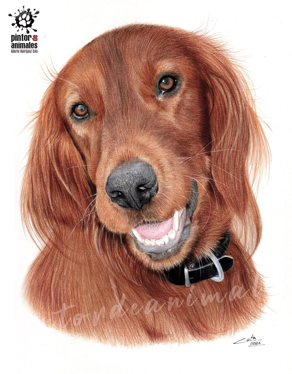 Si hay perro con un pelaje cautivador es el setter irlandés. Y no solo es el pelo, es la forma, es la mirada, es la nobleza, es la elegancia hecha perro.