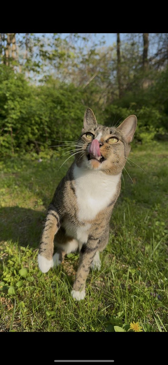 6ixeyes's tweet photo. Champa in the wild 🥹💕 #CatsofTwittter https://t.co/nRzJnzFITi