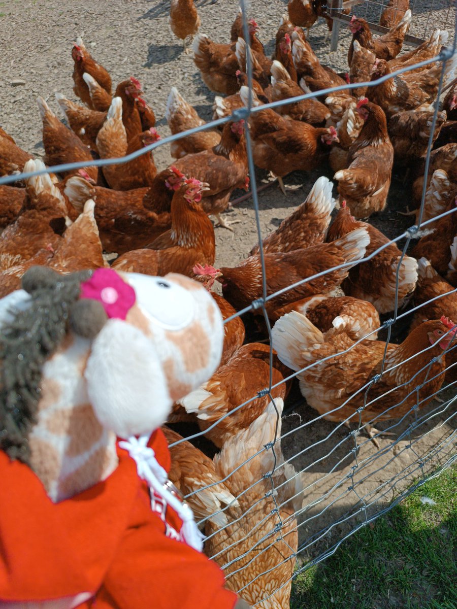Ich durfte heute endlich mal wieder meine Puschelfreunde die Hühner besuchen 😊😊