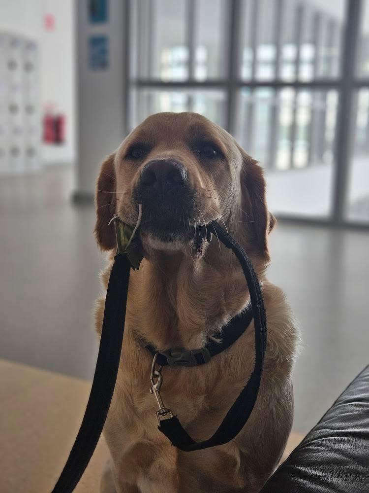Stepaside Educate Together Secondary School (@stepasideetss) on Twitter photo Our very own Aidan in 1st year snapped this shot of Gully this morning ๐ธ
Holding his own lead like the responsible, independent boy he is ๐ฆฎ
Forever grateful to <a href="/irishguidedogs/">Irish Guide Dogs for the Blind</a> ๐พ๐ซถ Our very own Aidan in 1st year snapped this shot of Gully this morning ๐ธ
Holding his own lead like the responsible, independent boy he is ๐ฆฎ
Forever grateful to <a href="/irishguidedogs/">Irish Guide Dogs for the Blind</a> ๐พ๐ซถ