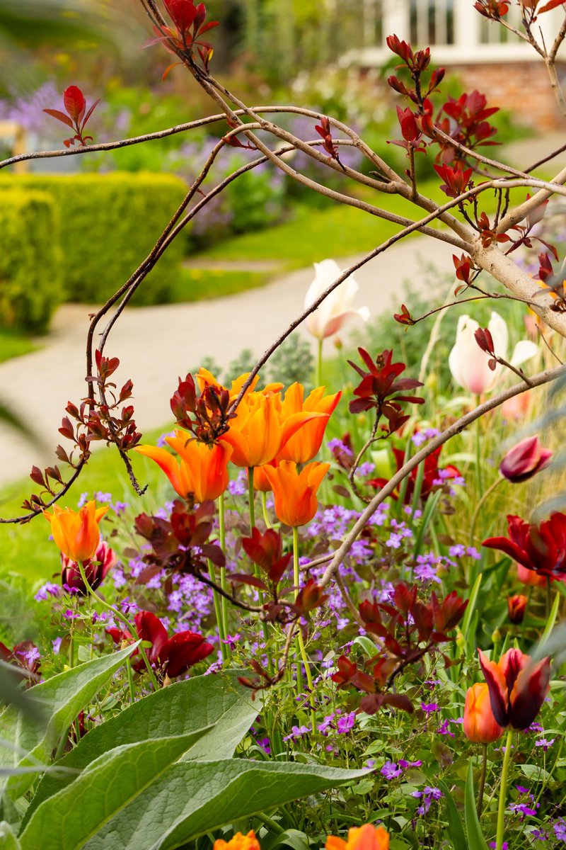 Early summer colours 🌸🌸🌸<a href="/AirfieldEstate/">Airfield Estate</a>