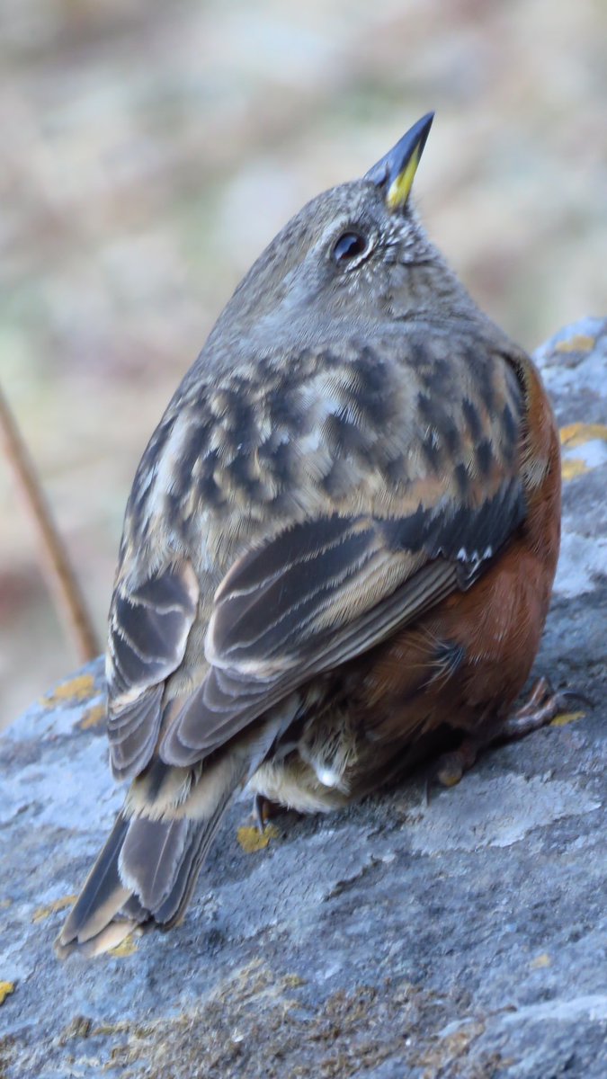 Birds of India Rocky Singh (@ornithophilei) on Twitter photo The little Altai Accentor, never having been near humans, they don’t spook easily and prefer to be in cold and windy places. It’s a pleasure to be in the proximity of a flock as they move together in search of food. @indiaves <a href="/audubonsociety/">Audubon Society</a> #indianbirds The little Altai Accentor, never having been near humans, they don’t spook easily and prefer to be in cold and windy places. It’s a pleasure to be in the proximity of a flock as they move together in search of food. @indiaves <a href="/audubonsociety/">Audubon Society</a> #indianbirds
