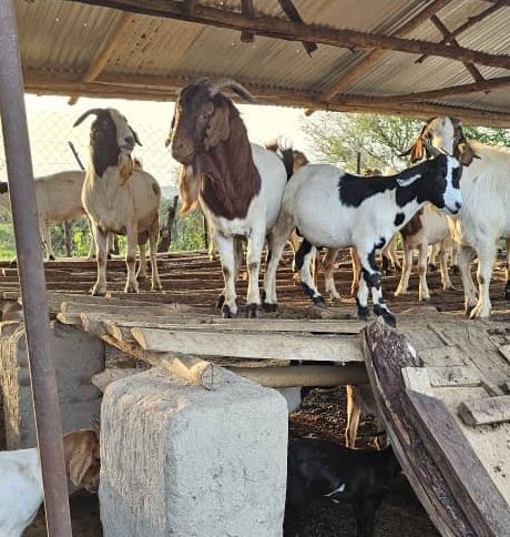 Frank Farm Estates Ltd (@ffarmestates1) on Twitter photo Friday Market Day #UOX #UOT
3 Boer Goat Bucks on Sale. 
With a large, stocky frame, a white body and reddish-brown head, Boer  breed has a rapid weight gain and excellent feed conversion. It's hardy and adaptable to various climates
<a href="/banzafrank/">frank</a> +256701898912
<a href="/FrankFarm_Goat/">Frank Farm Goats π</a> Friday Market Day #UOX #UOT
3 Boer Goat Bucks on Sale. 
With a large, stocky frame, a white body and reddish-brown head, Boer  breed has a rapid weight gain and excellent feed conversion. It's hardy and adaptable to various climates
<a href="/banzafrank/">frank</a> +256701898912
<a href="/FrankFarm_Goat/">Frank Farm Goats π</a>