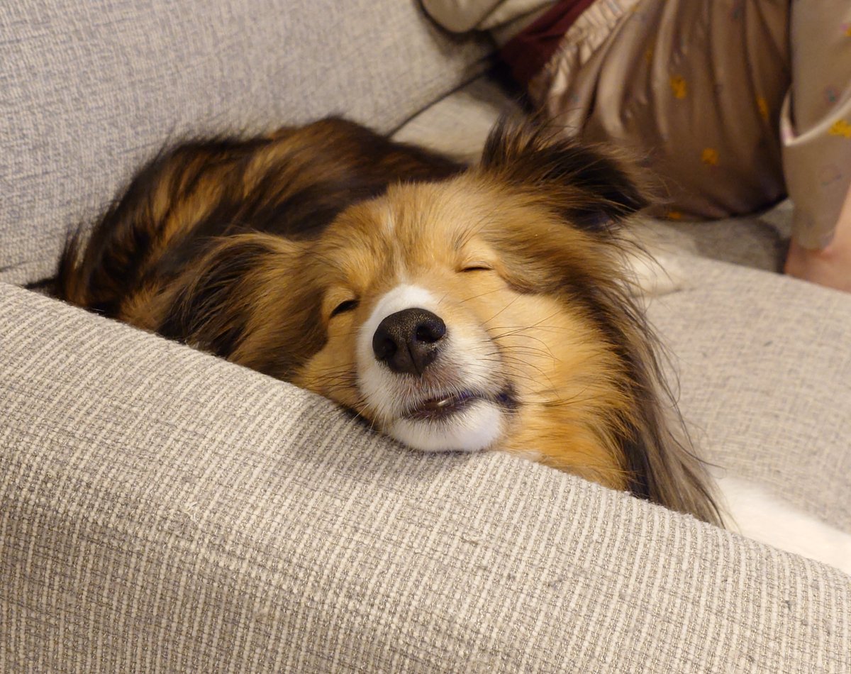 幸せそうに眠る犬