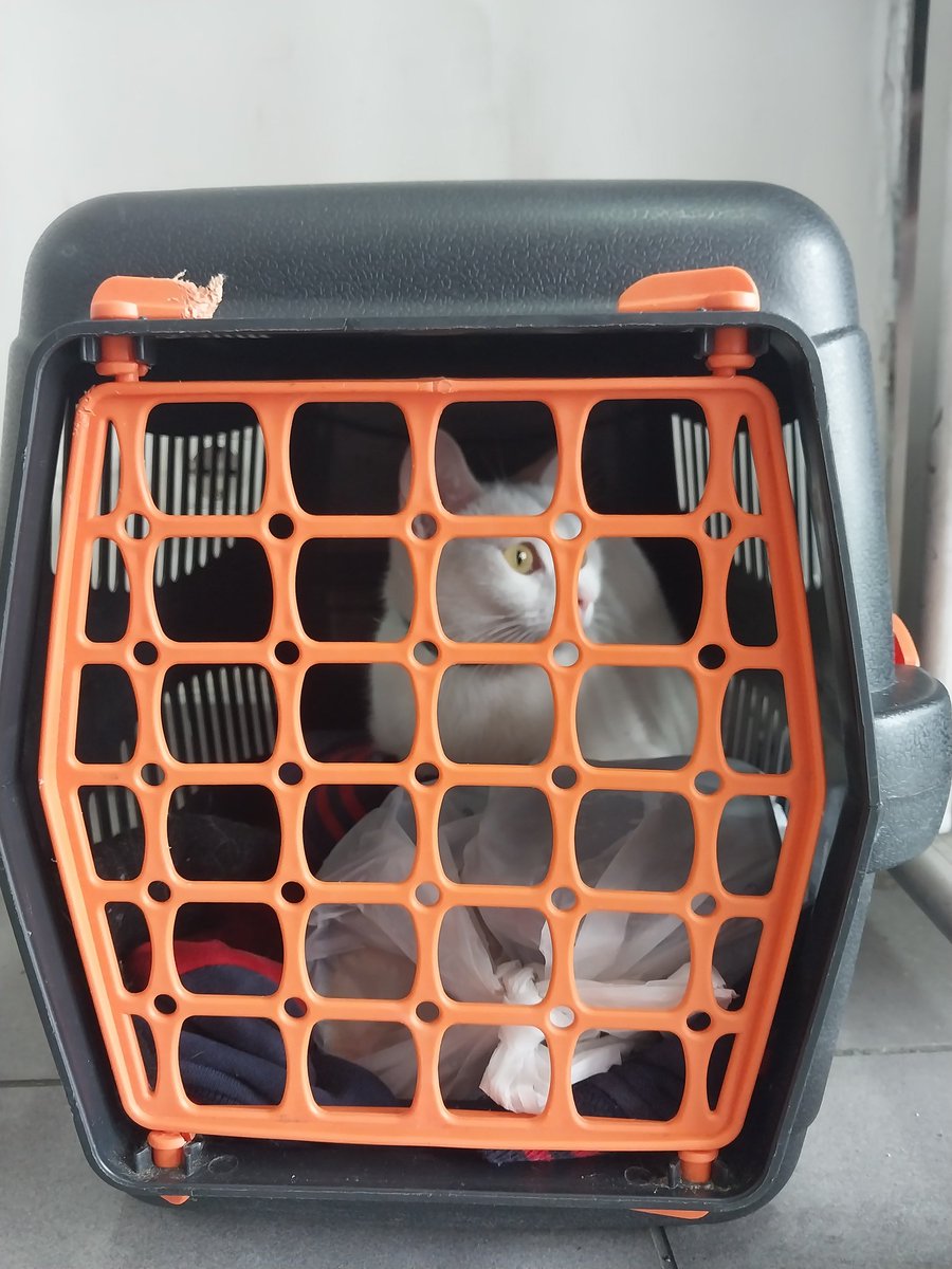 esenler otogarda 139. peron kale seyahatin içinde bir kediyi terk etmişler mamasıyla birlikte. ne olduğundan habersiz bakıyor öylece etrafına. o kadar üzüldüm ki dayanamıyorum artık. çok güzel çok sevgi dolu bir kedi, pamuk prenses aynı. kendini sevdiriyor deli gibi. yuva lütfen.