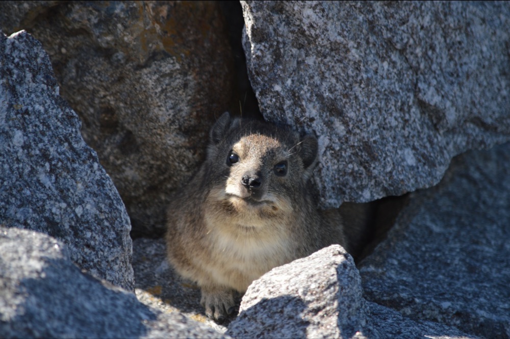 I 💜 Weskus Newsletter - mailchi.mp/409b98b3389f/i…

Click on Facebook Page Newsletter tab to subscribe to this monthly newsletter.

PHOTO: Nicole Rothman