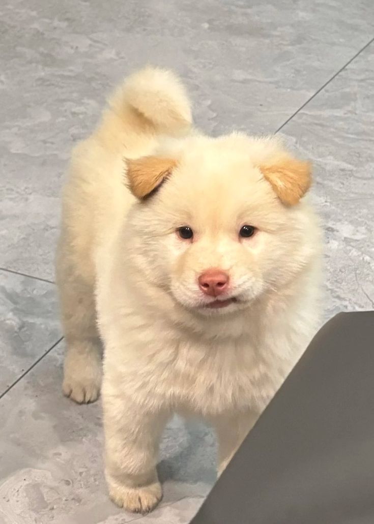 out of context dogs (@contextdogs) on Twitter photo 