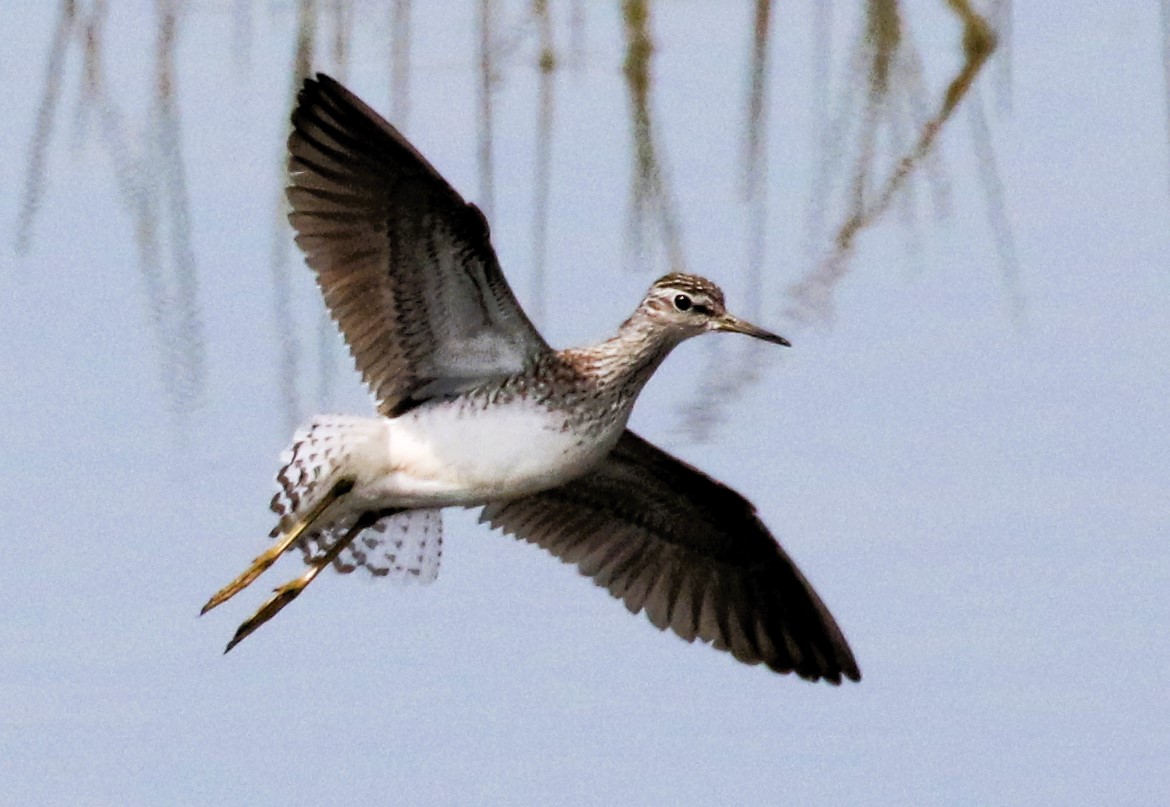 Alan Coles (@greenlandfalcon) on Twitter photo Wood Sandpiper at Summer Leys this morning. #Northantsbirds <a href="/bonxie/">Mike Alibone</a> <a href="/NatureUK/">NatureUK</a> #TwitterNatureCommunity <a href="/Natures_Voice/">RSPB</a> <a href="/wildlifebcn/">The Wildlife Trust for Beds, Cambs & Northants</a> <a href="/Britnatureguide/">The British Nature Guide</a> Wood Sandpiper at Summer Leys this morning. #Northantsbirds <a href="/bonxie/">Mike Alibone</a> <a href="/NatureUK/">NatureUK</a> #TwitterNatureCommunity <a href="/Natures_Voice/">RSPB</a> <a href="/wildlifebcn/">The Wildlife Trust for Beds, Cambs & Northants</a> <a href="/Britnatureguide/">The British Nature Guide</a>