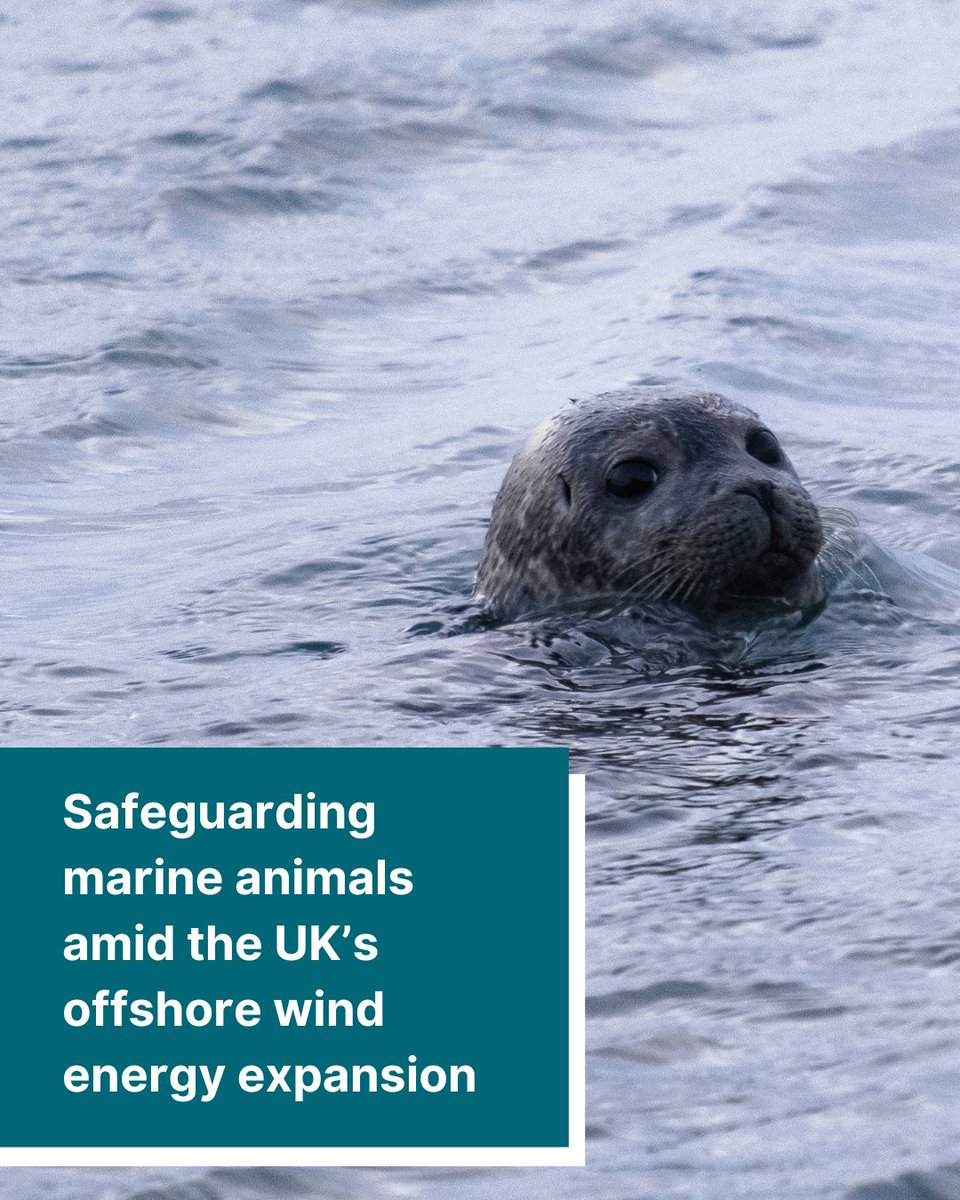 Plymouth Marine Lab (@plymouthmarine) on Twitter photo Research from PML scientists has featured in <a href="/TheCrownEstate/">The Crown Estate</a>'s Offshore Wind Report, to support evidence-based decisions on the siting of future offshore #RenewableEnergy projects & balance #conservation of marine animals with growth of UK #OffshoreWind: pml.ac.uk/news/safeguard… Research from PML scientists has featured in <a href="/TheCrownEstate/">The Crown Estate</a>'s Offshore Wind Report, to support evidence-based decisions on the siting of future offshore #RenewableEnergy projects & balance #conservation of marine animals with growth of UK #OffshoreWind: pml.ac.uk/news/safeguard…