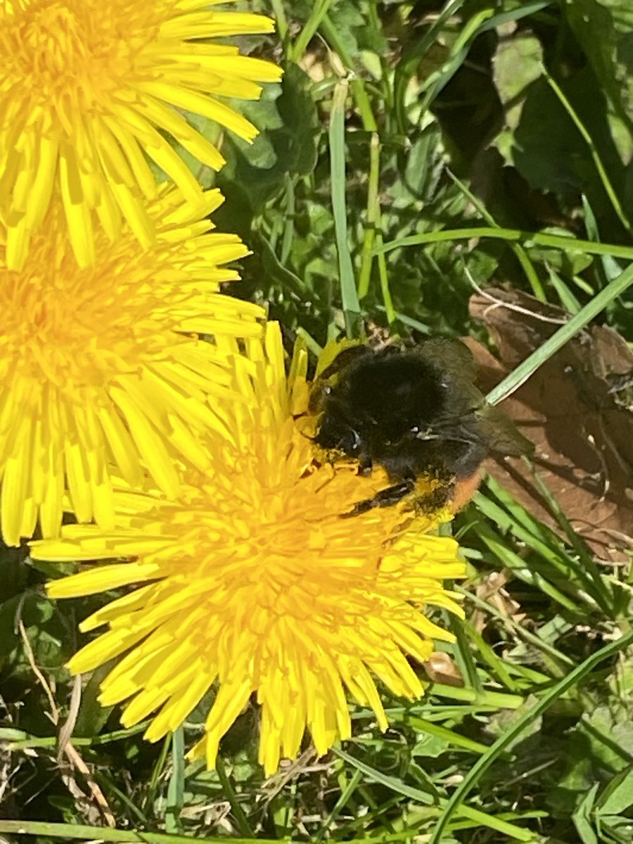 On #BeeFriday #FridayBee I bring you 2 beauties! A red tailed #BumblebeeQueen &amp; a #dandelion!. Beauty &amp; the Bee. #Bombuslapidarius had a terrible 2024 a 70% decline. But #dandelions could help save them. #Wildflowers not #weeds! Please leave for the #bees. #SaveTheBees