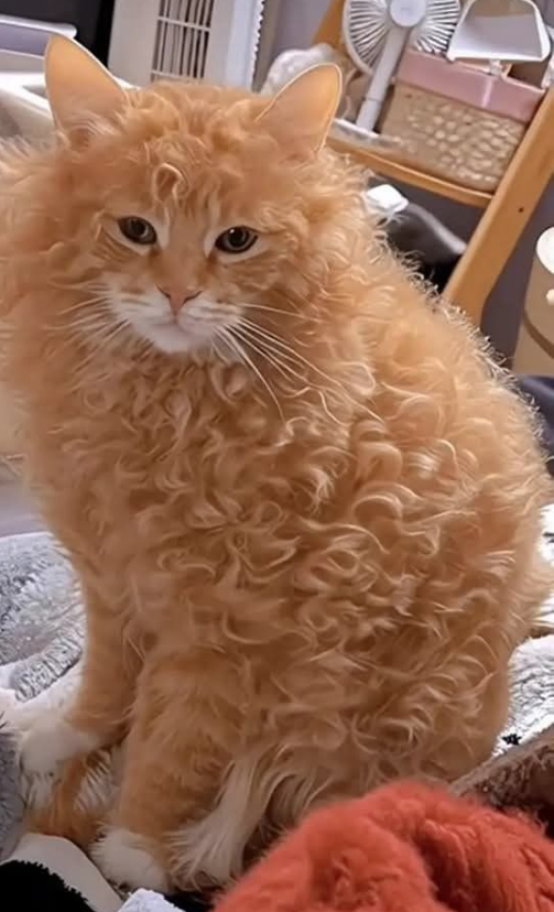 First thing I'm going to do after our meme is a success is get my hair done!

@bastillebtc <a href="/0xpeely/">peely 🍌</a> <a href="/Leooweb3/">Leo</a> <a href="/Mikulxbt/">Mikul</a> <a href="/grizzle_art/">Grizz</a> <a href="/insydercrypto/">Insyder</a> <a href="/potionalpha/">Potion</a>