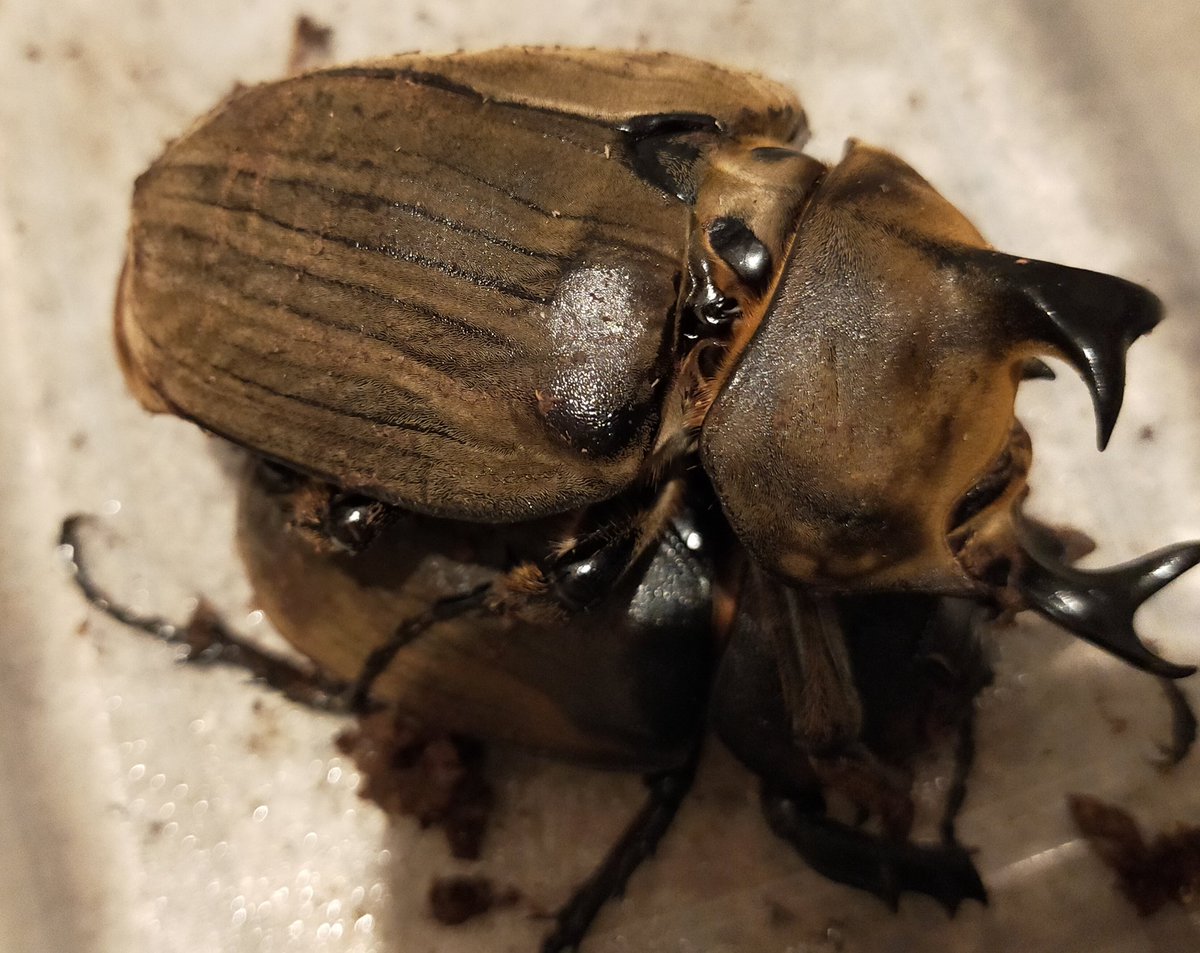 y_insect22's tweet photo. アヌビスゾウカブト
レジストロ産
なんとか産ませたかったのでオリジナル爆産カブトマット使用。
とれました。＼(^o^)／

#アヌビスゾウカブト
#レジストロ産
#BKマット
#Y's insect correction
#クワガタ虫
#カブト虫
#NetShop
#beetle
#stag beetle https://t.co/2SufJSf51t