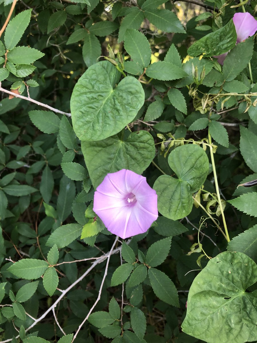 #MorningGlory - several weeds in the Morning Glory family are true to their names. Sweet potato is an important #vegetable in this family
