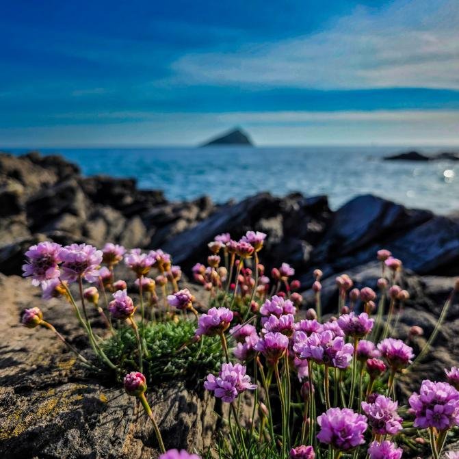 NTSouthWest's tweet photo. Sea thrifts to end your week ๐ฉท
Thanks to our.worldaroundus1 for tagging us in this shot on Instagram. We love to see your photos, tag us on @NationalTrustSouthWest on Instagram to share them with us.
#Devon #SeaPinks #SeaThrifts #CoastalViews https://t.co/fOvQ60eoiH