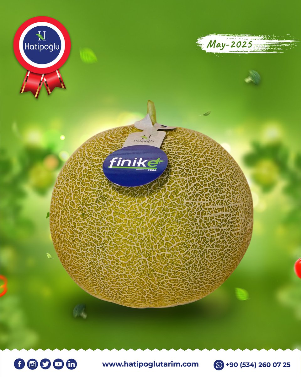 HatipogluTarim's tweet photo. Its scent is unique, its taste unforgettable...
The melon season has officially started with the trusted quality of Hatipoğlu Tarım!
Freshly harvested from our fields, our flavorful and aromatic melons are ready to meet you. https://t.co/tKkFwfndZM