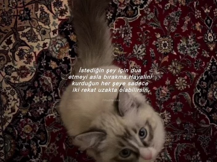 yakamoz (@thyakamoz) on Twitter photo 