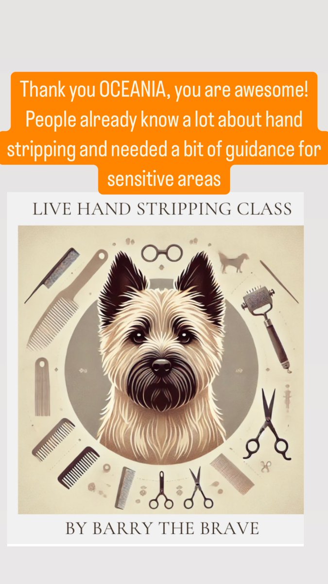 barry_thebrave's tweet photo. Thank you OCEANIA, You are awesome!
We hope to have more such knowledgeable people coming to the class
#cairnterrier #grooming #handstripping #oceania #australia https://t.co/86k5bsLxgi