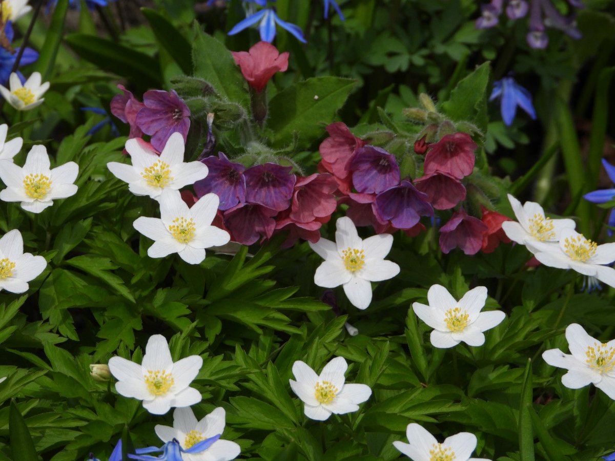 Sopheverafter's tweet image. Good morning and happy Friday wonderful people 🫠

Wishing everyone a great day and weekend ahead ☕️☀️😎

#FlowersOnFriday #SpringBloom