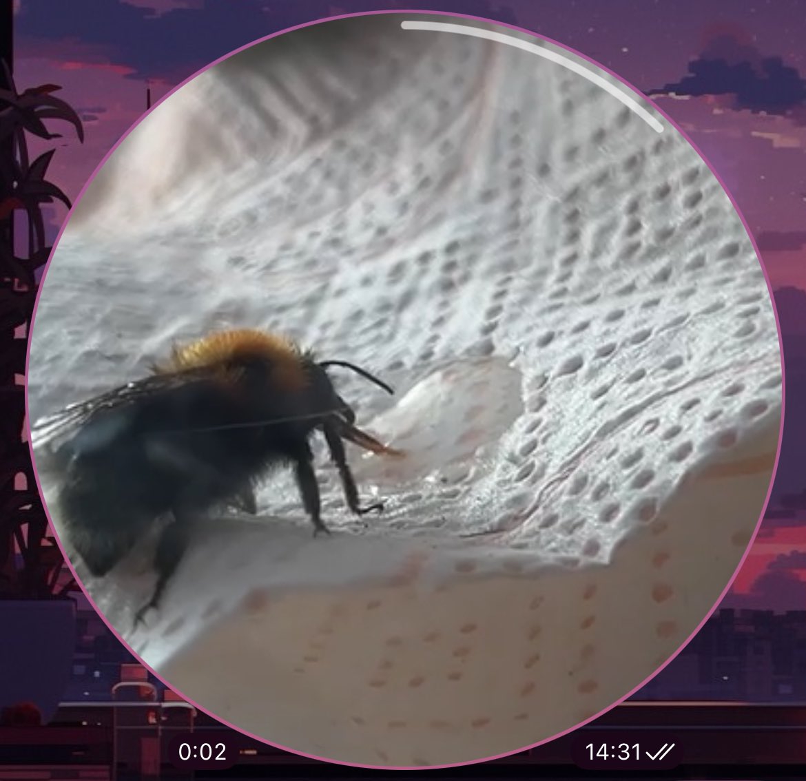 KriStel_Chan45's tweet photo. @Kushpin_NSFW It's true, they're so adorable🥺🙏. Although I'm terrified of them (the harsh buzzing sounds scare me), I still love them very much╰(*´︶`*)╯♡. Yesterday I found one bumblebee near the house, it looks like it was very cold and couldn't fly:( https://t.co/Mvl9l3Qmae