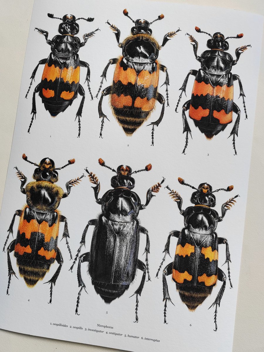 British Burying Beetles! Greetings cards, giant postcards, and A3 size limited edition art print with species key, all available here: carimnahaboo.com/search?q=nicro…
These were all hand drawn in ink &amp; coloured pencil