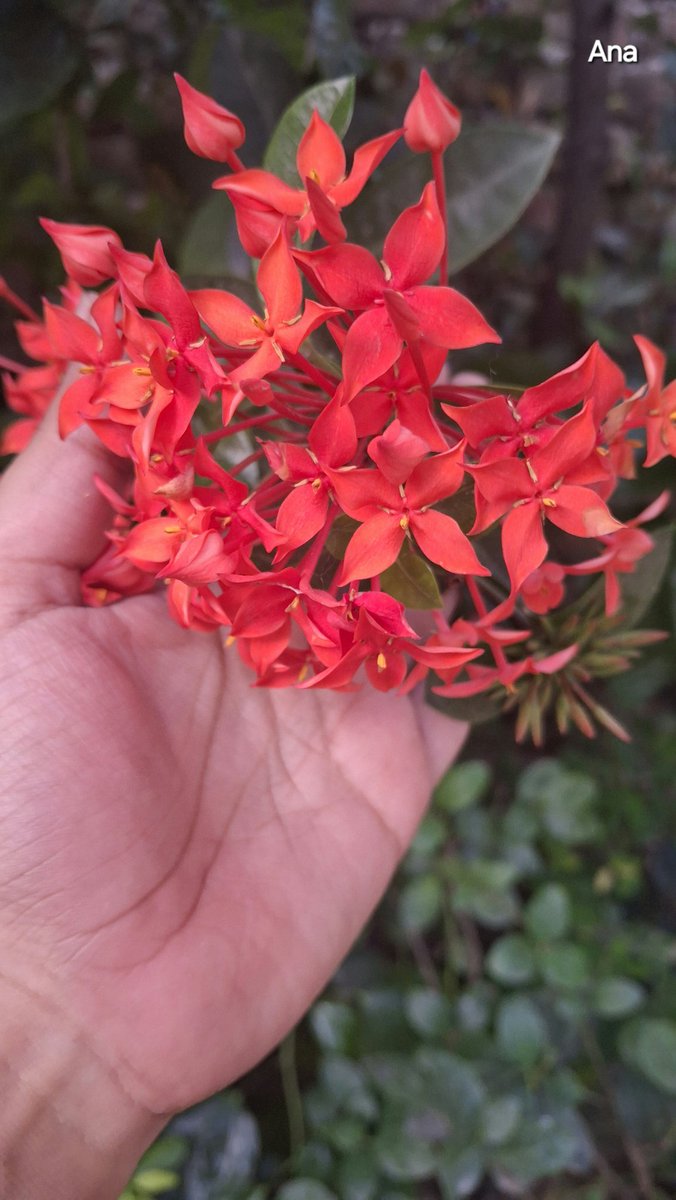 जब रो कर खिलौने लेने वाला मुस्कुरा कर ज़ख्म लेता हैं, जब खामोशी जवाब बन जाए और आँसू दुआ, तब समझ आता है ये जिंदगी क्या हैं 🪻