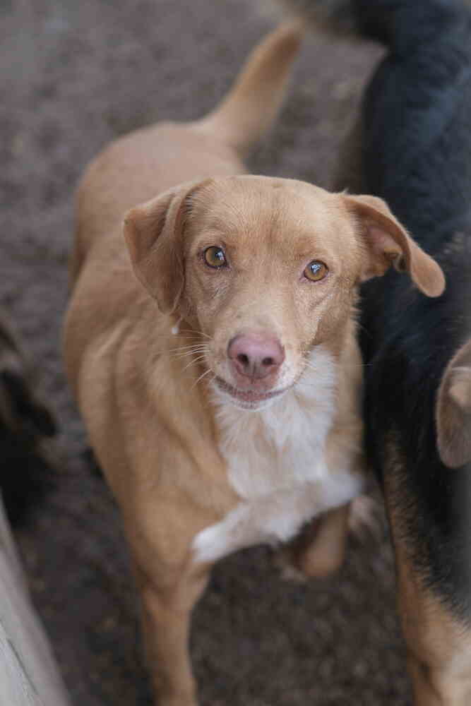 AmorAnimal tweet media