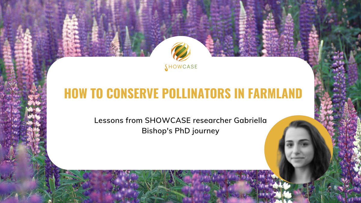 SHOWCASE_project (@showcase_h2020) on Twitter photo 🐝 Pollinators are vital to farming—but how do we protect them in intensive landscapes?
SHOWCASE researcher Gabriella Bishop's PhD at <a href="/WUR/">Wageningen U&R</a> explores how smart farm practices & landscape-level cooperation can turn fields into biodiversity havens.
👉showcase-project.eu/news/how-conse… 🐝 Pollinators are vital to farming—but how do we protect them in intensive landscapes?
SHOWCASE researcher Gabriella Bishop's PhD at <a href="/WUR/">Wageningen U&R</a> explores how smart farm practices & landscape-level cooperation can turn fields into biodiversity havens.
👉showcase-project.eu/news/how-conse…