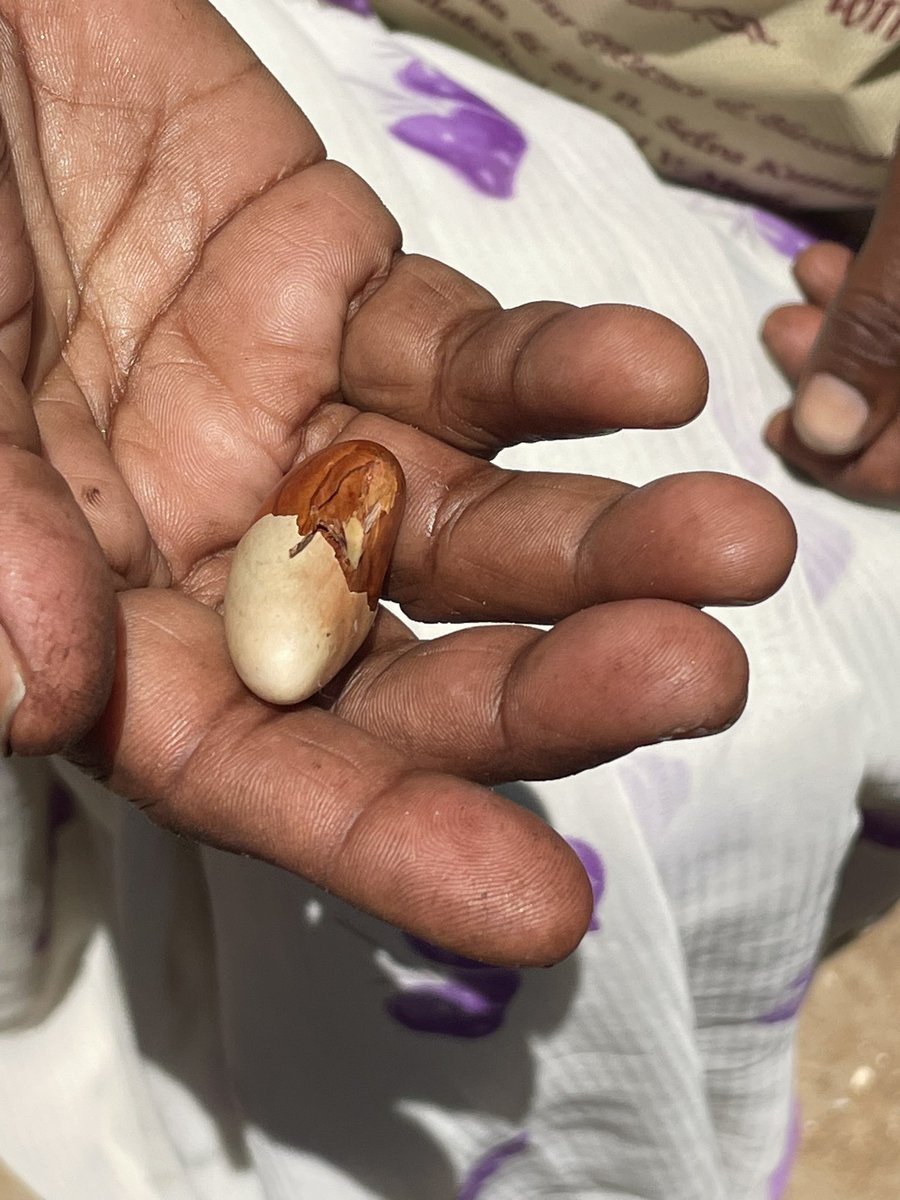 Kunjapani is an Irula tribe village near Kotagiri.

Some of the foods they it.
Can you name a few from the pictures below.