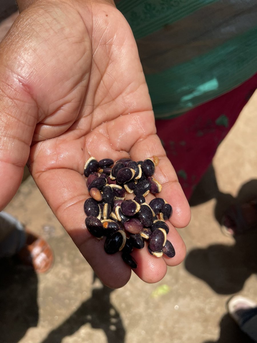 TeaScientist tweet media