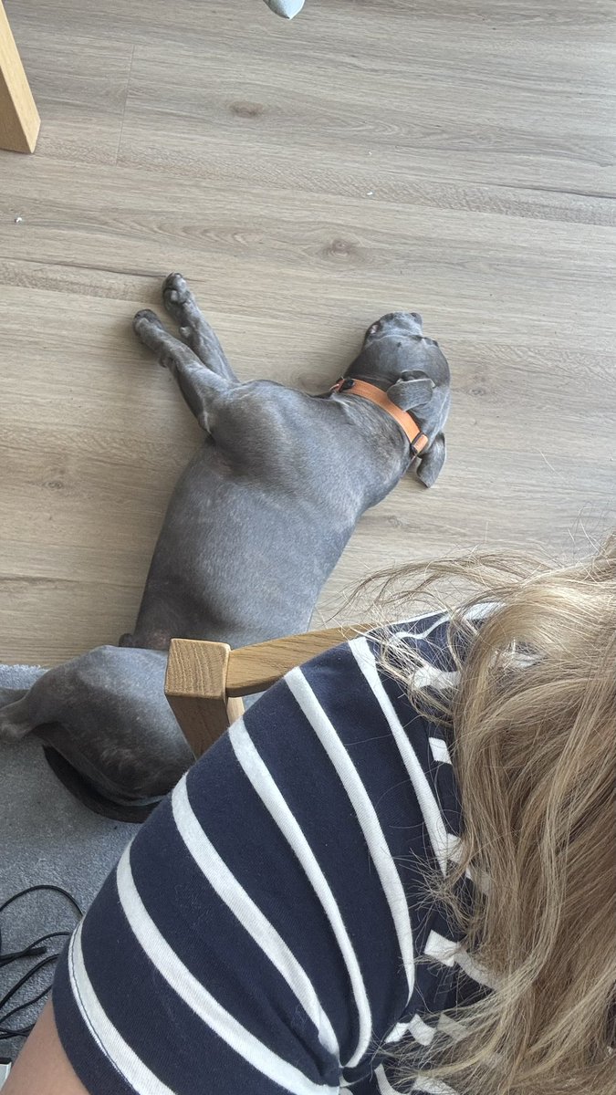 I’m not sure the snoring from this one counts as office chat! 🤣😴🐶