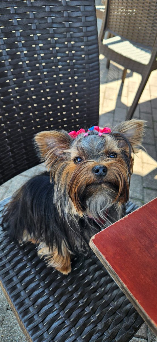 Well I did not want to do this but here we are

My mother's dog recently was diagnosed with Pyometra. If you do not know what this is, it's is a serious and potentially life-threatening condition. 

Normally shows up after a heat cycle. 
We have planned to spay her later this