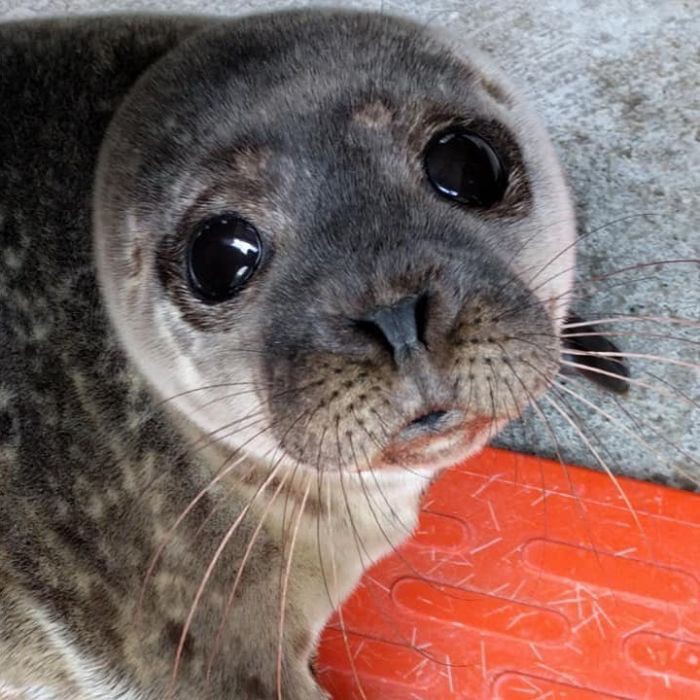 Gaon as seals 🦭 (@gaonseals) on Twitter photo 