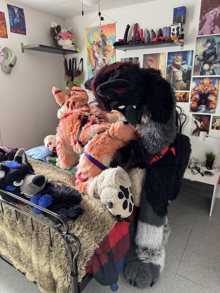 This big bad wolf know how to treat a fox 🫣
🦊:<a href="/MuzoFox/">Muzo Fox</a>
🐺:<a href="/Koroad666/">Koro AD</a>
🎥:<a href="/SkywayWolf/">Skyway</a>

#furry #furries #fursuit #fursuiter #murrsuit #murrsuiter #fox #fennecfox #foxtoy #cute #paws #butt  #furryfandom #furrycommunity #fursuitfriday #fapfap #furryporn #naughty #wolf