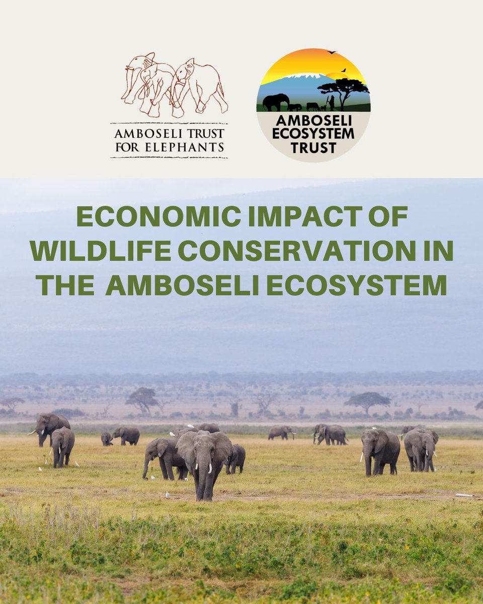 Just launched the Amboseli Ecosystem Economic Impact Report!
Even with 54% response rate, the data shows how vital wildlife is to local livelihoods &amp; the regional economy.

Link to full report online: bit.ly/44P0hhi