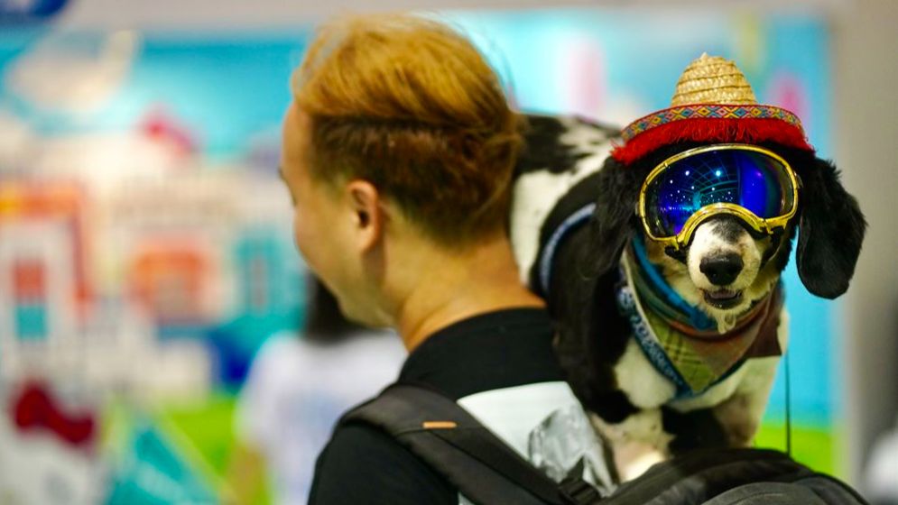 ChinaDailyAsia's tweet image. Pet owners in #HongKong are allowed to bring their cats and dogs to ride on the light rail on weekends and public holidays through a trial program, starting Thursday until further notice. #MTR #petsfriendly
buff.ly/wNJRIlM