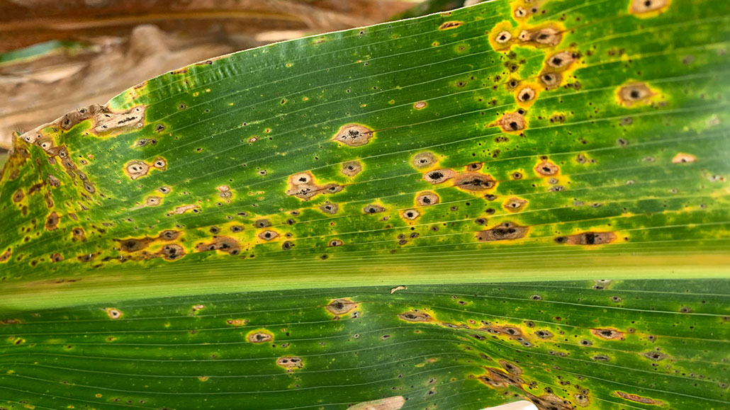 Tar Spot is Nearby: Track Corn Growth with myFS Agronomy &amp; Protect Yield.  Take action to minimize the damage. MyFS Agronomy is a tool that helps you fight back with simple interventions.
countyfarmcentre.com/fs-agronomy/my…