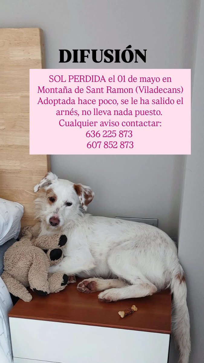 mrbenach2's tweet photo. Podeu difondre i avisar si la veieu? Moltes gràcies!!❤️ https://t.co/slBOzdlets