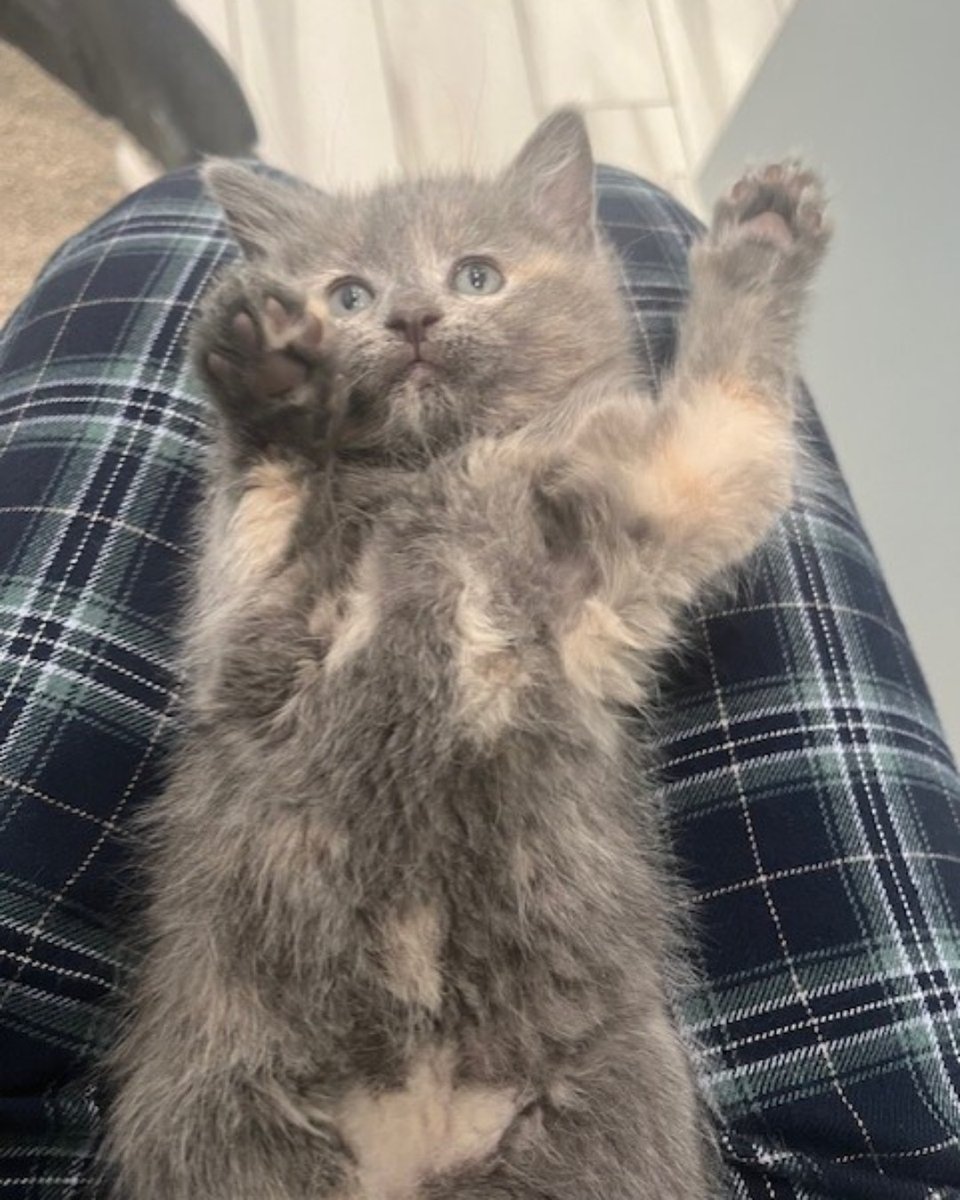 Anti-Cruelty (@anticruelty) on Twitter photo Bottle babies, baby bottles, and a whole lot of mews! Join us for our Kitten Shower this Sunday from 11A–1P in our River North Adoption Lobby (510 N. LaSalle Dr., Chicago)! Admission is just one item from our wishlist (AKA your ticket to cuddle heaven): amazon.com/hz/wishlist/ls… Bottle babies, baby bottles, and a whole lot of mews! Join us for our Kitten Shower this Sunday from 11A–1P in our River North Adoption Lobby (510 N. LaSalle Dr., Chicago)! Admission is just one item from our wishlist (AKA your ticket to cuddle heaven): amazon.com/hz/wishlist/ls…