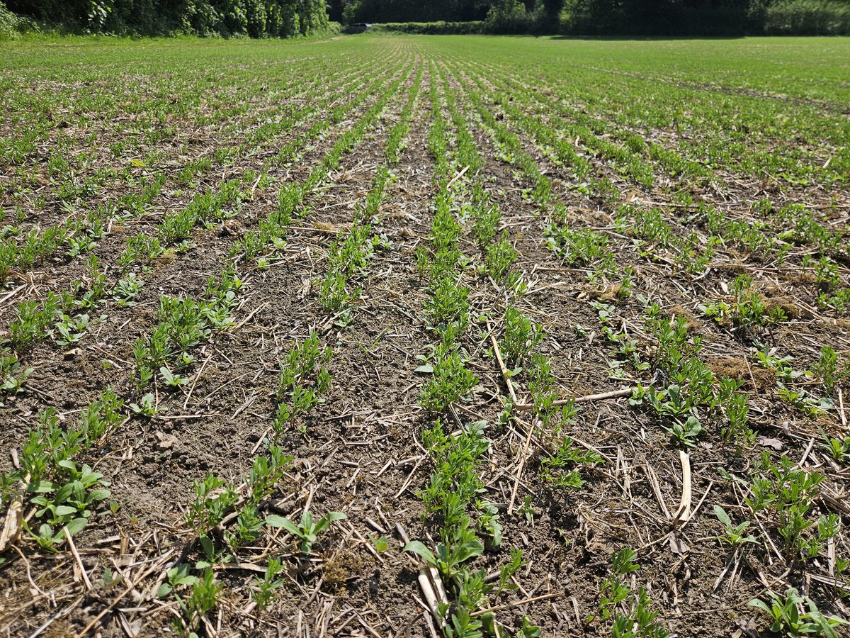 Andrew Howard (@farmerandyh) on Twitter photo Lentil and camelina looking good. One of the few crops here who seem to be enjoying the sunshine 🤷🤦 <a href="/Hodmedods/">Hodmedod's</a> Lentil and camelina looking good. One of the few crops here who seem to be enjoying the sunshine 🤷🤦 <a href="/Hodmedods/">Hodmedod's</a>