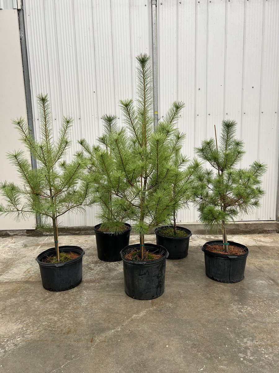 Tree+ Shrub Clearance – Everything Must Go!

Big plants at even bigger discounts - visit us today at 5101 Dundas Street

In stock now:
*Wire basket White Cedar, Norway Spruce, Silver Maple
*Hydrangeas, Spiraea, Boxwood, Burning Bush, Pine + Spruce