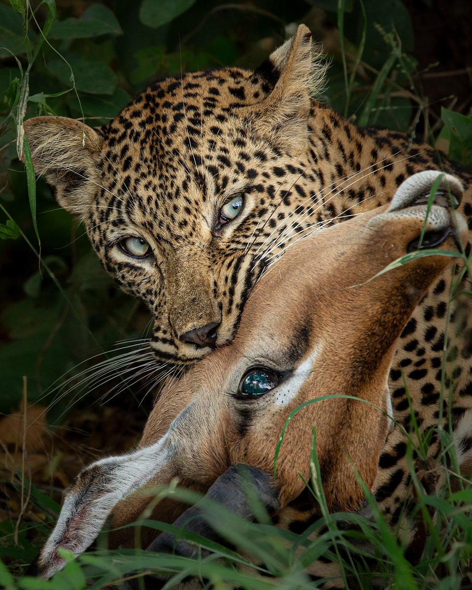 BBC Earth (@bbcearth) on Twitter photo Tree Top Hunters 🐆🌿
Leopards are ambush artists – silent, stealthy, and deadly. With strength and sharp claws, they turn survival into strategy – stalking through grass to launching from branches, always playing to win!
#EarthCapture 📸
1, 3 <a href="/hshphotos/">Harman Singh Heer</a>
2, 4 @forsyth_imagery Tree Top Hunters 🐆🌿
Leopards are ambush artists – silent, stealthy, and deadly. With strength and sharp claws, they turn survival into strategy – stalking through grass to launching from branches, always playing to win!
#EarthCapture 📸
1, 3 <a href="/hshphotos/">Harman Singh Heer</a>
2, 4 @forsyth_imagery