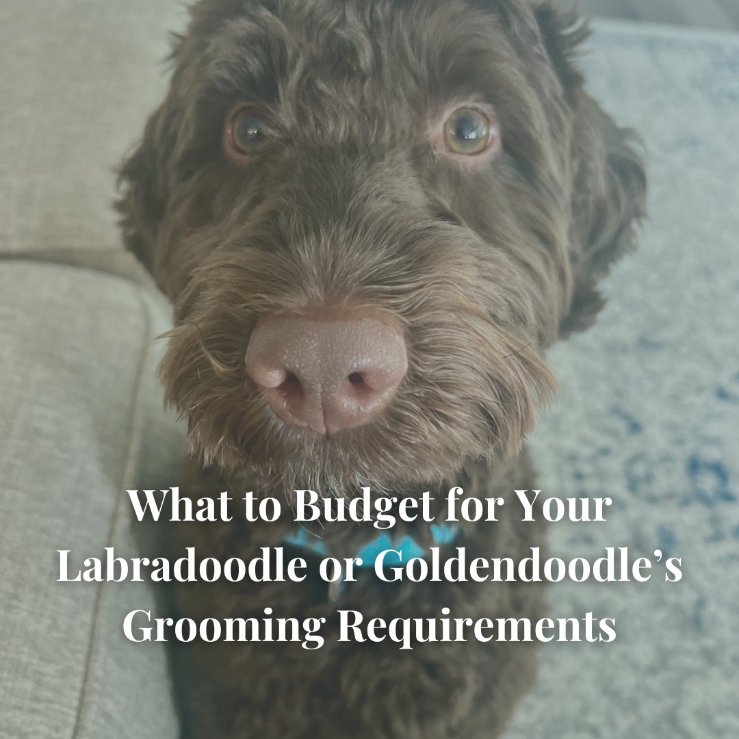 Did you know that regular grooming can actually save you money in the long run? 

Find out how a consistent grooming routine can prevent costly matting, skin issues, and more. 

🔗 Read now: bit.ly/3GwOwlt  

#labradoodle #goldendoodle #maryland #dc #northcarolina #USA