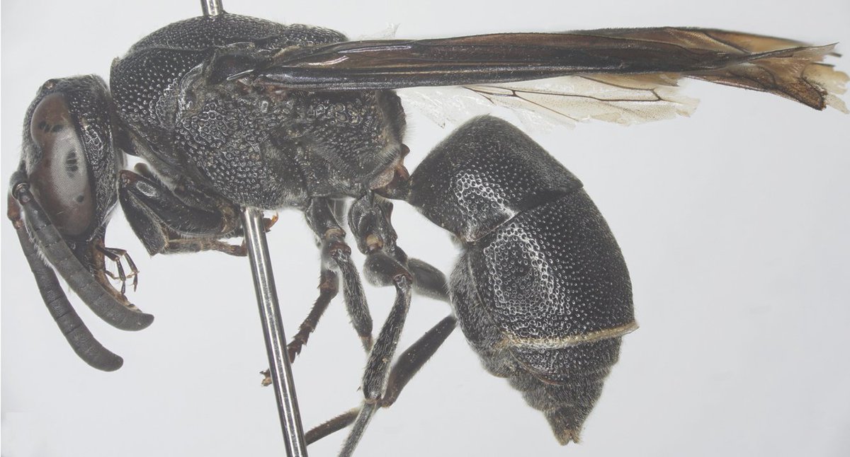 One new species of potter wasp is described and illustrated in the genus Euodynerus, subgenus Pareuodynerus. Find out more about it here: doi.org/10.3897/jhr.98…

#newspecies #wasps #entomology