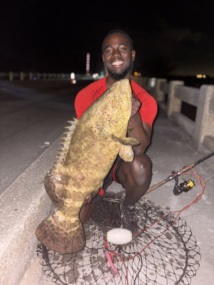 Qual33's tweet image. Young Goliath grouper 
#fishinglife #grouper #Florida